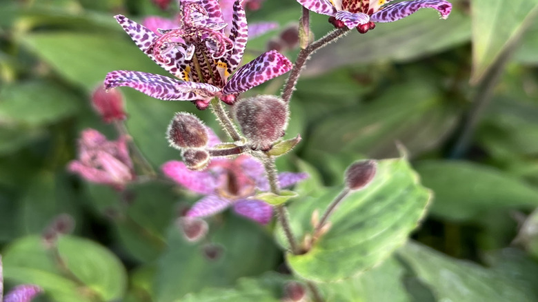 A close-up view of purple toad lily flowers