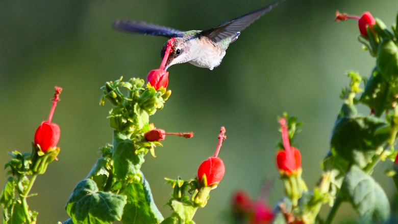 A hummingbird sipping nectar from turk's cap plant