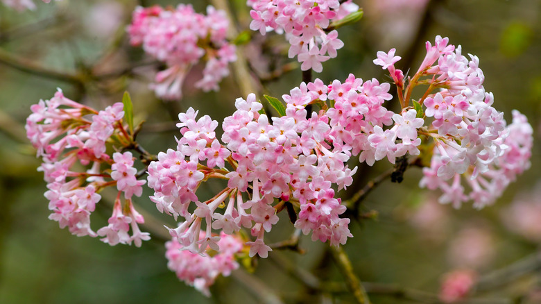 A close-up of Viburnum × bodnantense 'Dawn' pink flower clusters