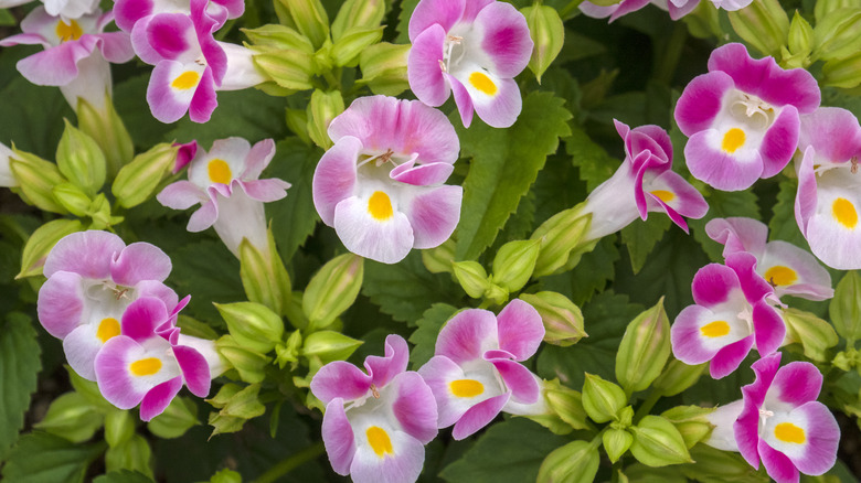 A close-up of pink wishbone flowers