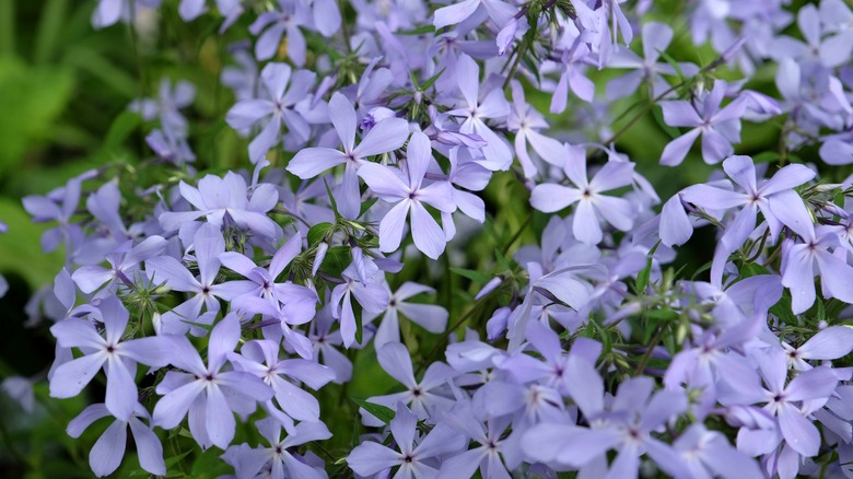 A close-up view of lavender woodland phlox flowers