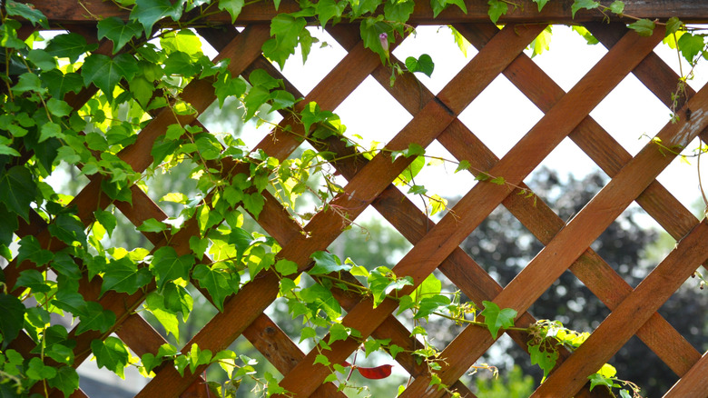 vine-covered trellis