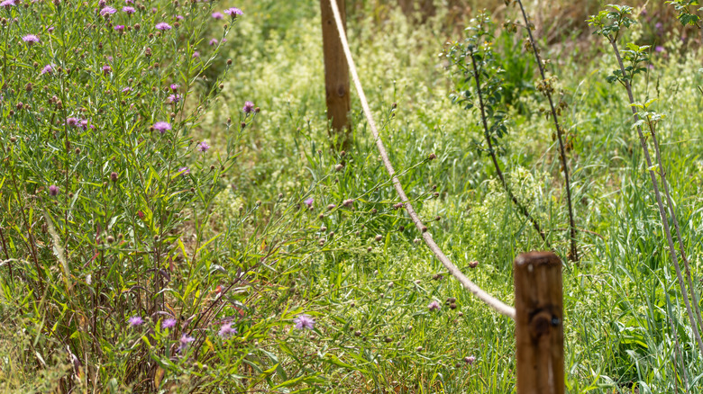 rope fence surrounded by wildflowers