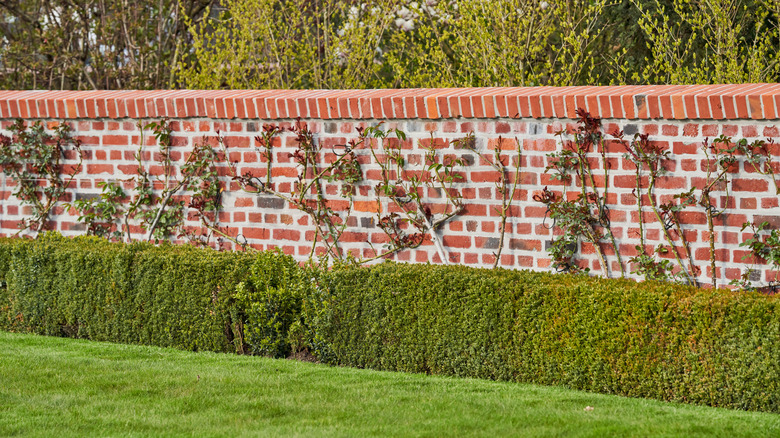 Brick fence bushes