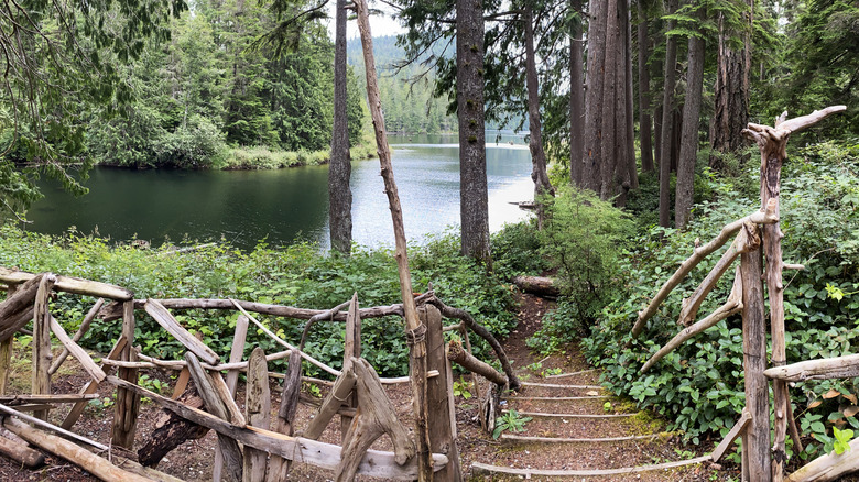 driftwood fence and bushes near water