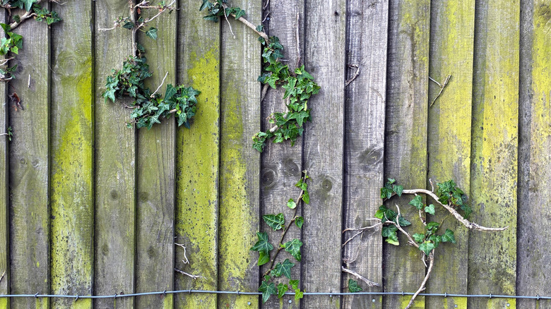 old discolored wood fence