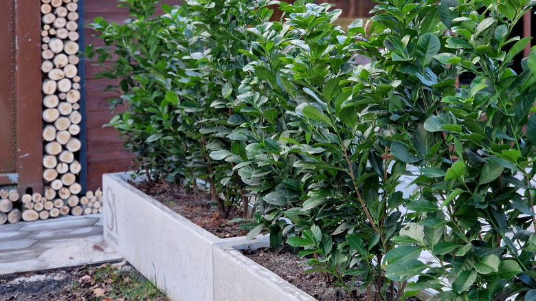 wall of shrubs