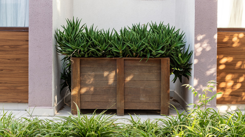 Wood planter box with tall plants