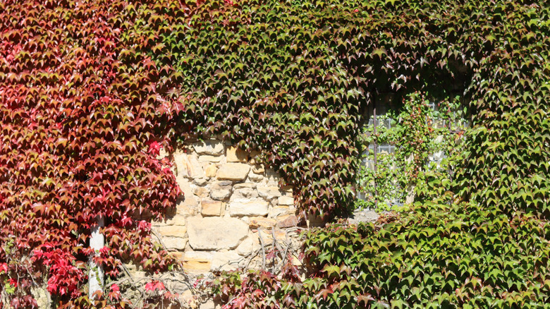 Boston ivy in shades of green to red, growing on the wall of a house.