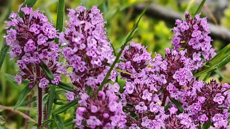 Pink broad-leaved thyme plants growing in a small cluster.