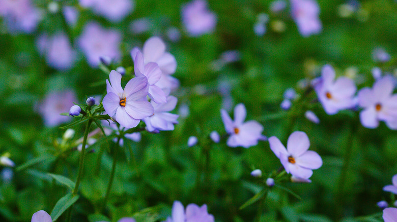 The tiny, purple flowers of the creeping phlox plant.