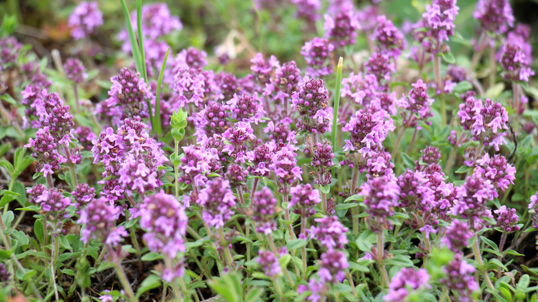 A cluster of pink creeping thyme.