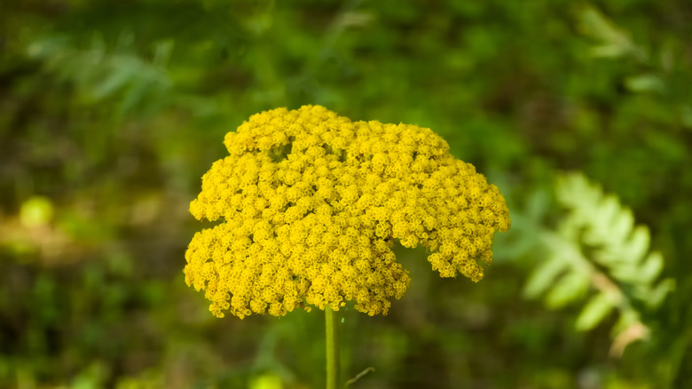 The yellow head of a fernleaf yarrow plant.