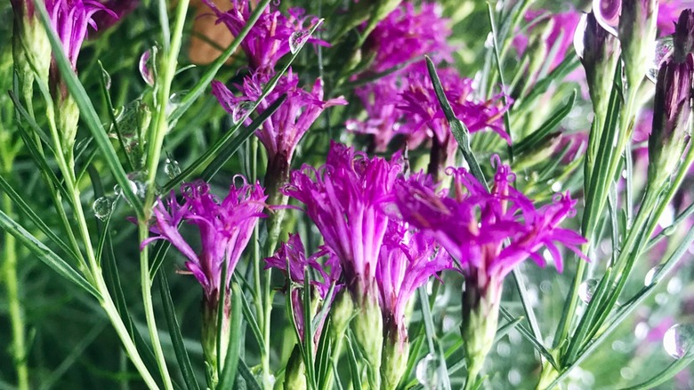 The feathered tops of the iron butterfly ironweed plant.