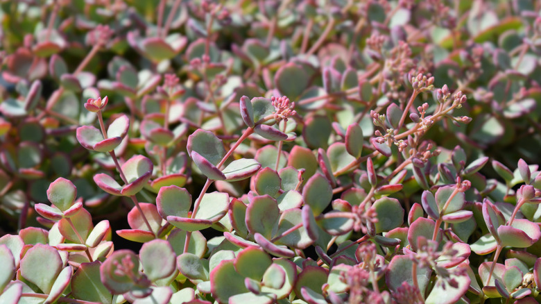 Soft green Japanese stonecrop plants with pinky-red tips on each leaf.