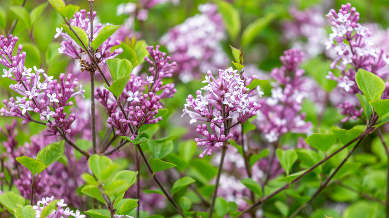 Delicate, pink Korean lilac flowers in the sun.