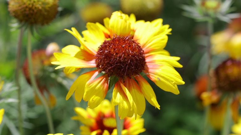 A bright, yellow-red lanceleaf blanket flower.