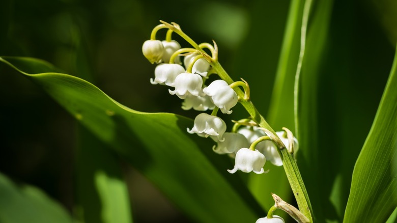 A lily of the valley in bloom with white bell-shaped flowers hanging from its stem.