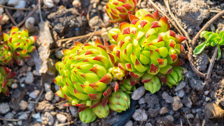 Two red-tipped live-forever succulents growing in a rocky patch.