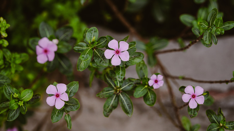 Delicate, pink Madagascar periwinkle blooms surrounded by their dark green leaves.