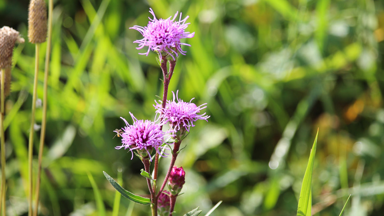 A growing meadow blazing star plant with three blooming flowers and two buds in the sun.