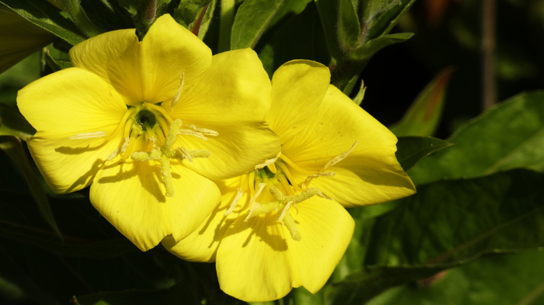 Two bright yellow Missouri primrose flowers surrounded by dark green leaves.