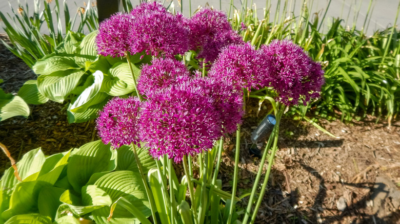 Pink-purple ornamental onion flowers in bloom in the sun.