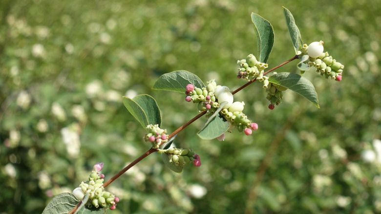 Tiny pink flower buds on a stem of the snowberry plant among its white fruit.