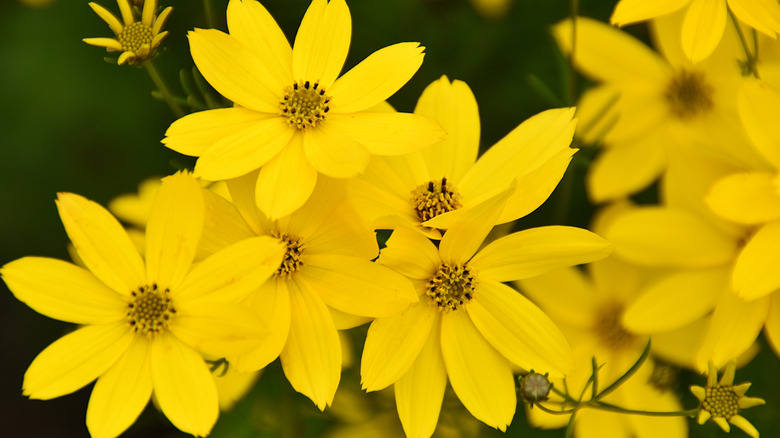 A group of yellow threadleaf tickseed flowers in bloom.