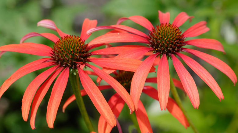 Two red Tomato Soup echinacea flowers in bloom.
