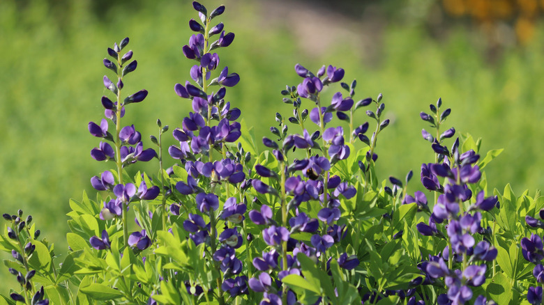 Purple wild blue indigo plants growing in the sun.