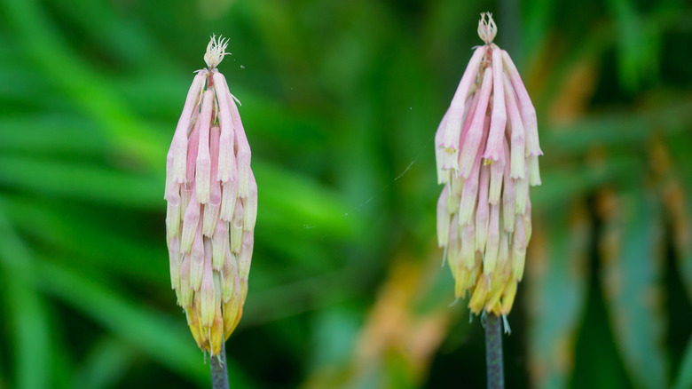 The unique, long tube-like blooms of the Veltheimia capensis.