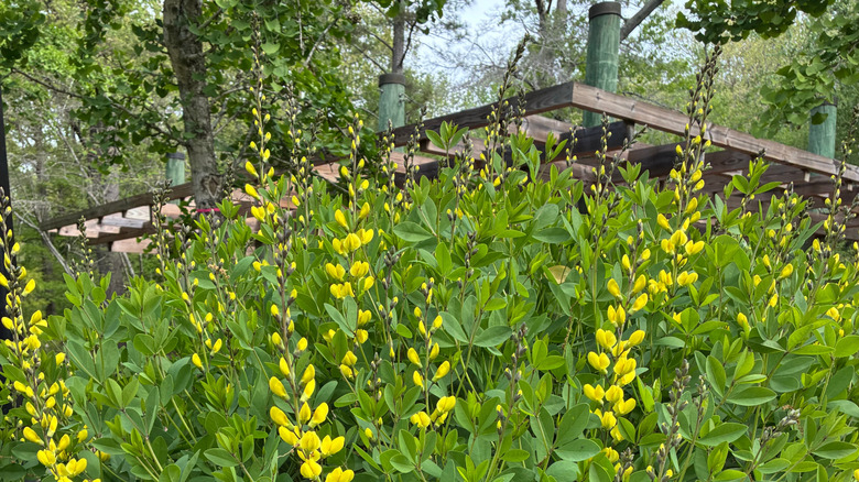 Yellow buds on the long stems of the yellow wild indigo grow together in a garden bed.