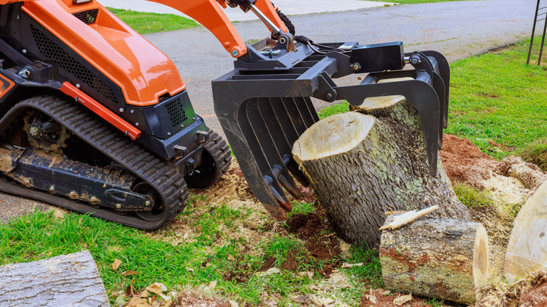 Construction equipment pulling a tree stump from a green lawn
