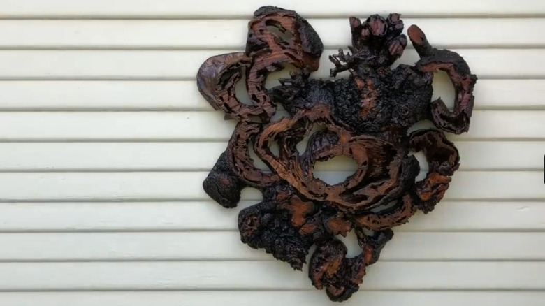 Heart-shaped tree roots stained with a dark color hanging on a while paneled wall