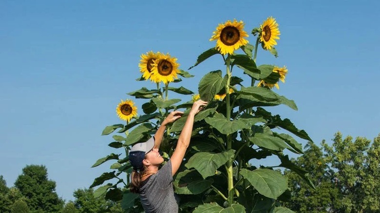 'American Giant' sunflower growing in garden next to a woman
