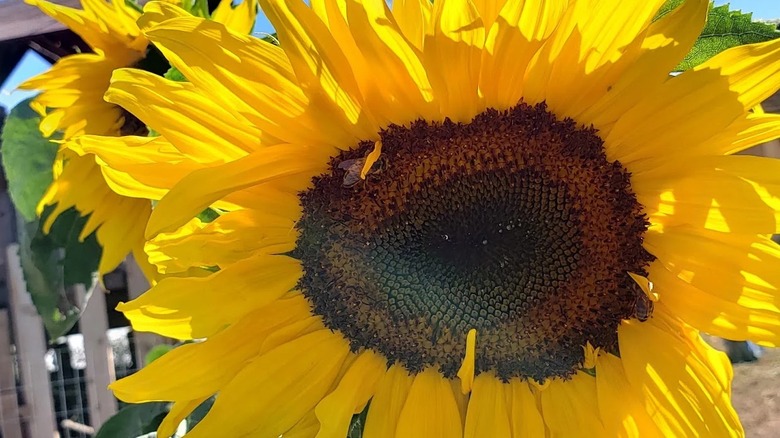 Pretty 'Arikara' sunflowers in bloom