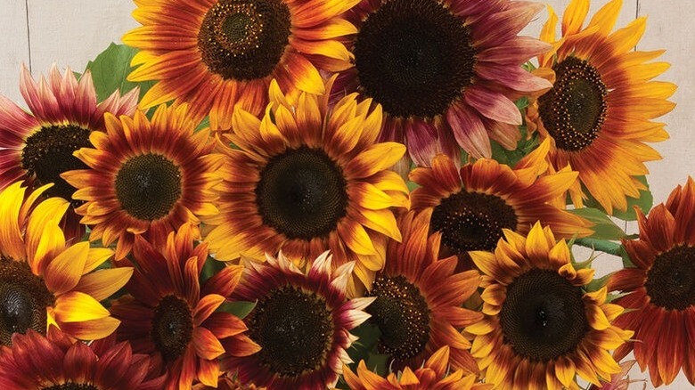 'Autumn Beauty' sunflower in a silver container