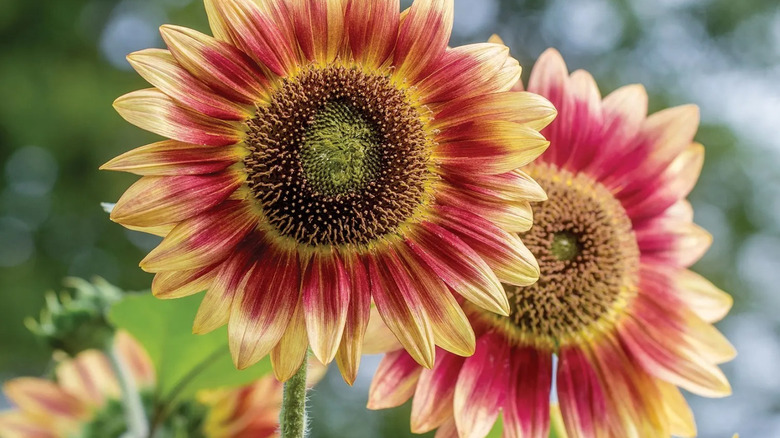 'Candy Mountain' sunflowers in bloom