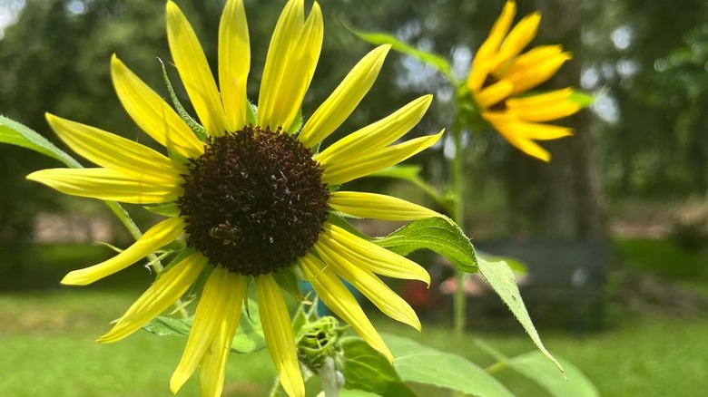 'Giant Primrose' sunflower growing in garden