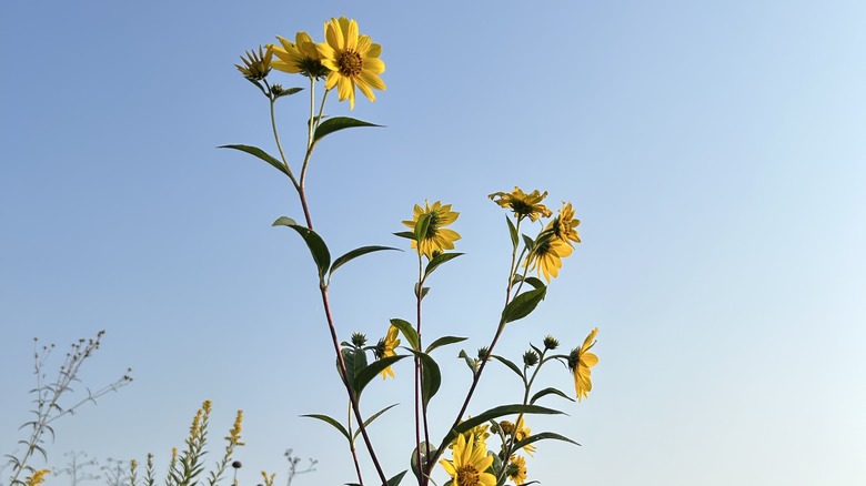 Giant sunflowers growing in yard