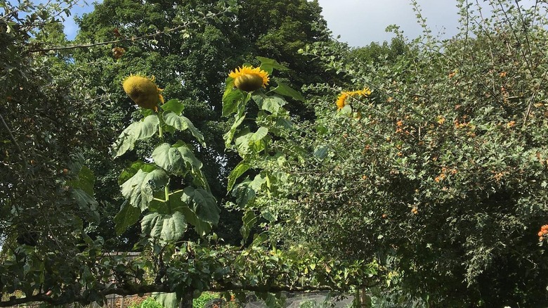 Super tall 'Giraffe' sunflowers growing in garden