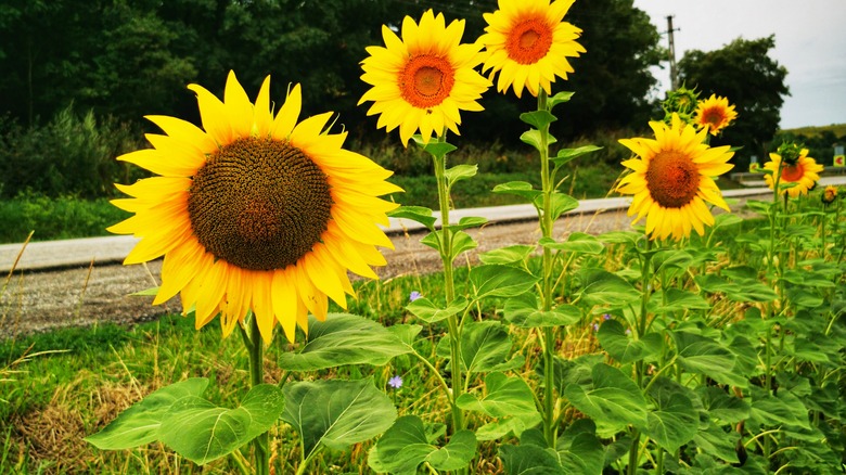 Tall sunflowers blooming in a yard near a street