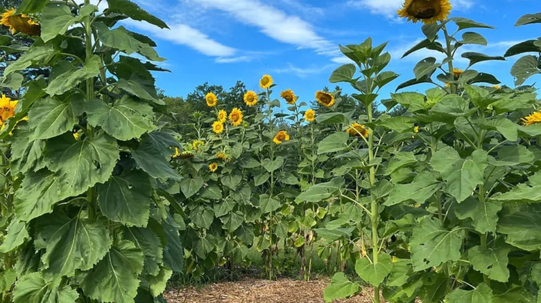 'Kong' sunflowers amidst large green leaves