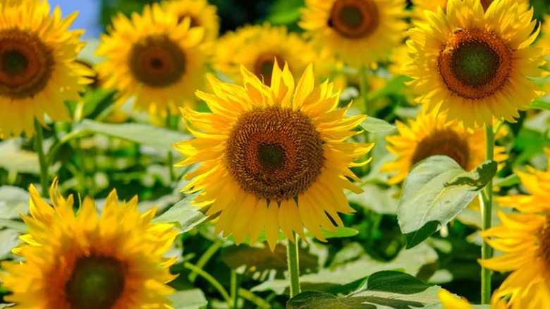 'Mammoth Grey Stripe' sunflowers blooming under sunlight