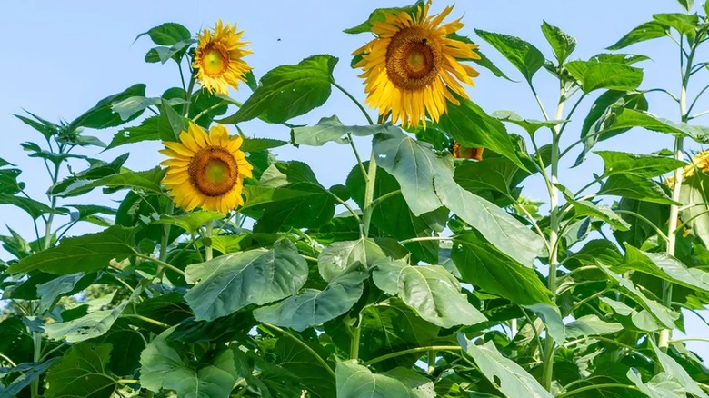 Clusters of 'Mammoth' sunflowers in bloom