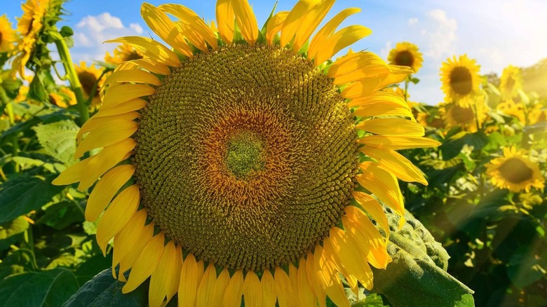 'Mongolian Giant' sunflower in bloom