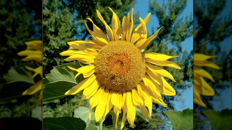 'Pike's Peak' sunflower in bloom