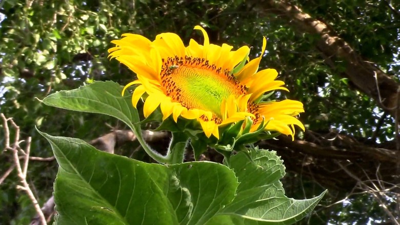 'Premier California Greystripe' sunflower blooming under sunlight
