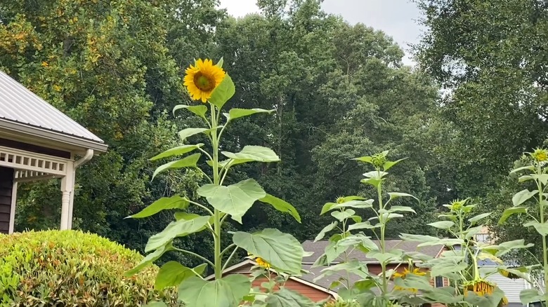 'Russian Mammoth' sunflower growing in a garden